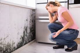  Dixon, MO Mold Prevention & Removal Pros